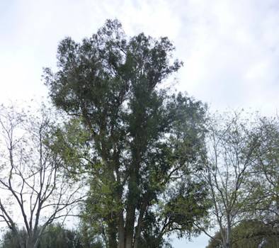 Eucalyptus Globulus - Eucalyptus globulus