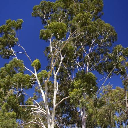 Eucalyptus Citriodora - Eucalyptus citriodora