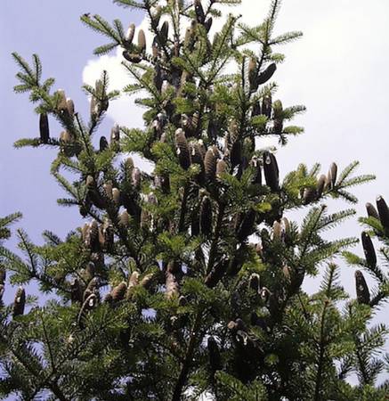 Fir Needle Canadian - Abies balsamea