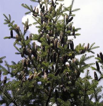 Fir Needle Canadian - Abies balsamea