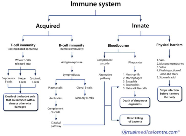 Immune System